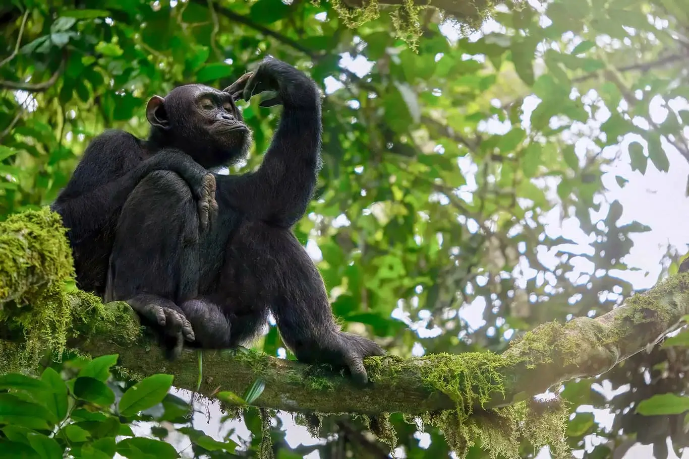 chimpanzee sitting in a tree